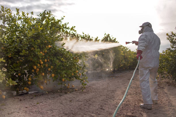 Best Flea Control Services  in St Ignace, MI