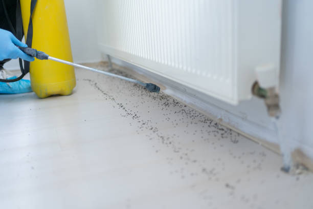 Flea Control Services in St Ignace, MI